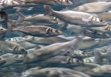Tra allevamenti intensivi e agonie silenziose, a nessuno importa dei pesci