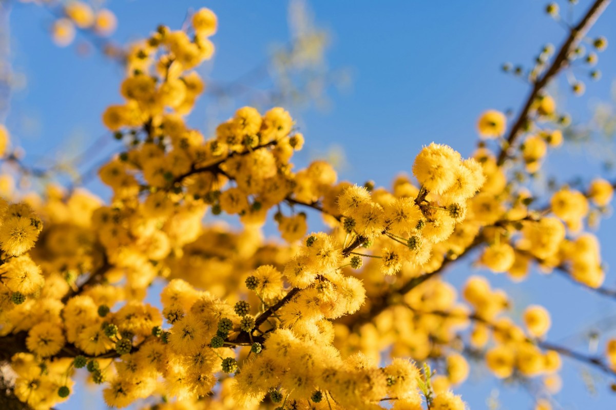 mimosa, simbolo della festa della donna in Italia